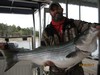 (04/02/2017) - Nice Striped Bass